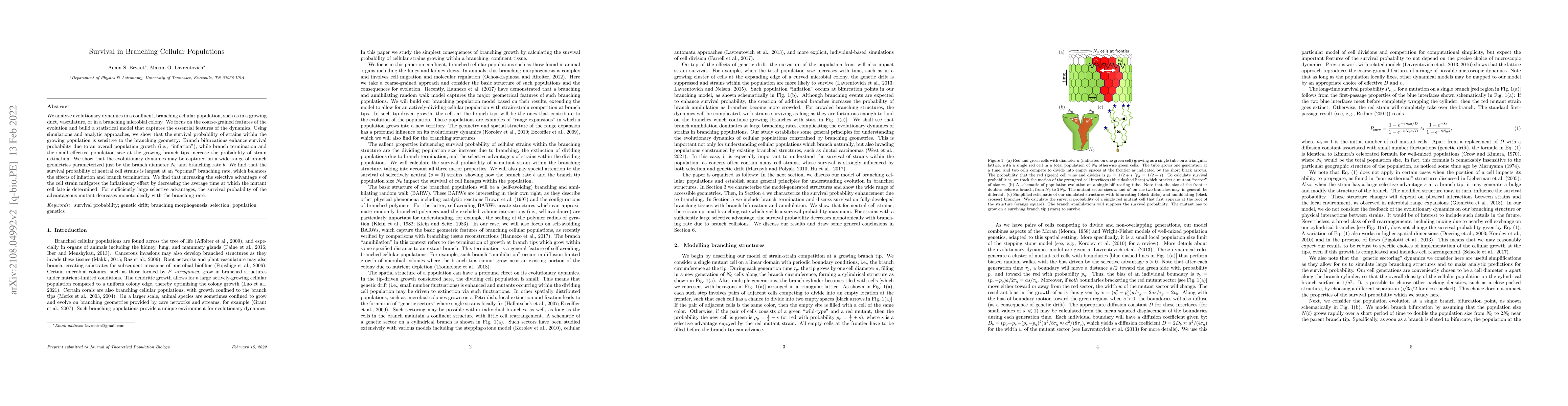 Thumbnail for Survival in Branching Cellular Populations