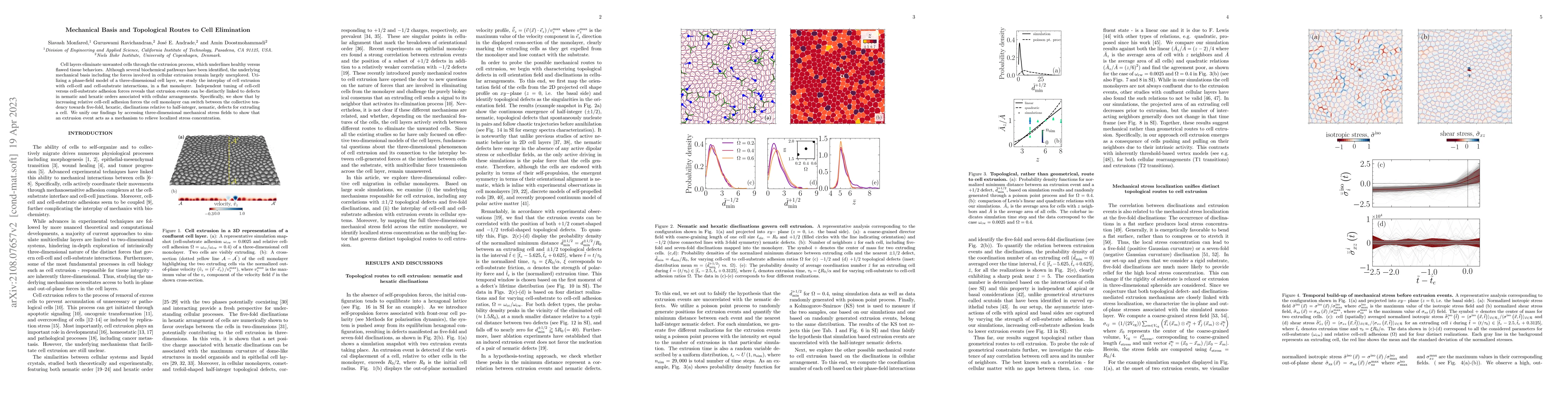 Thumbnail for Mechanical basis and topological routes to cell elimination