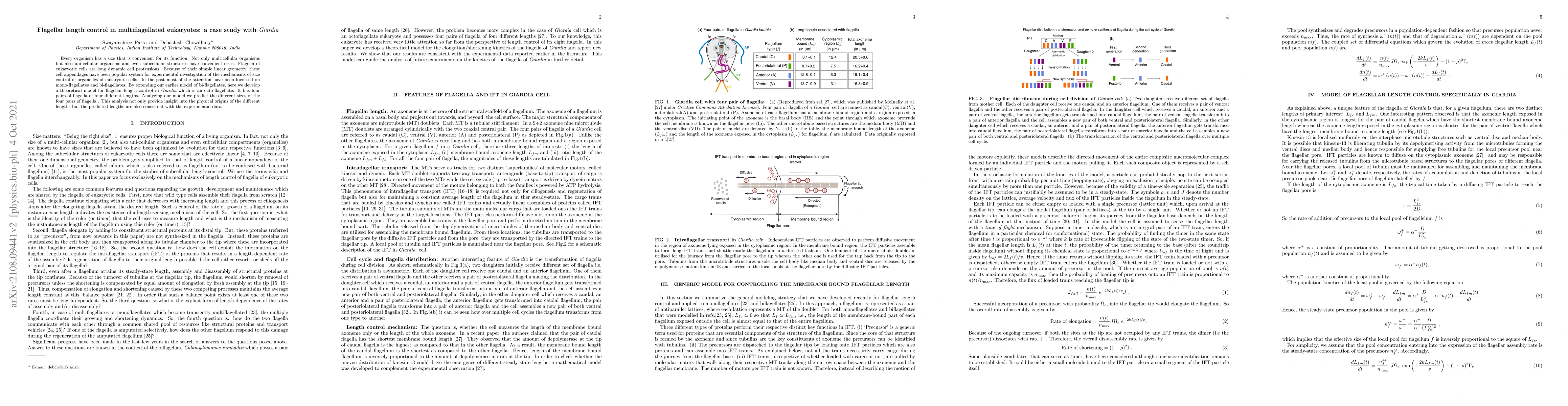 Thumbnail for Flagellar length control in multiflagellated eukaryotes: a case study
  with Giardia