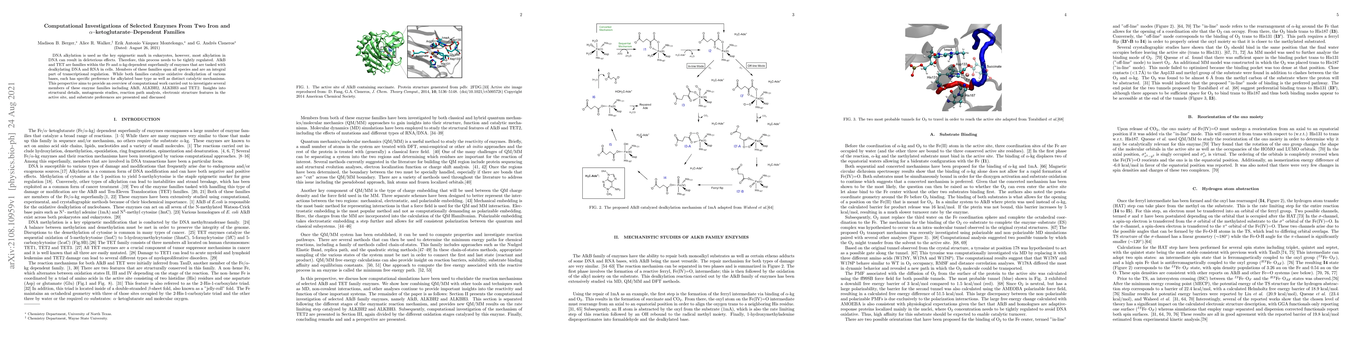Thumbnail for Computational Investigations of Selected Enzymes From Two Iron and
  {\alpha}-ketoglutarate-Dependent Families