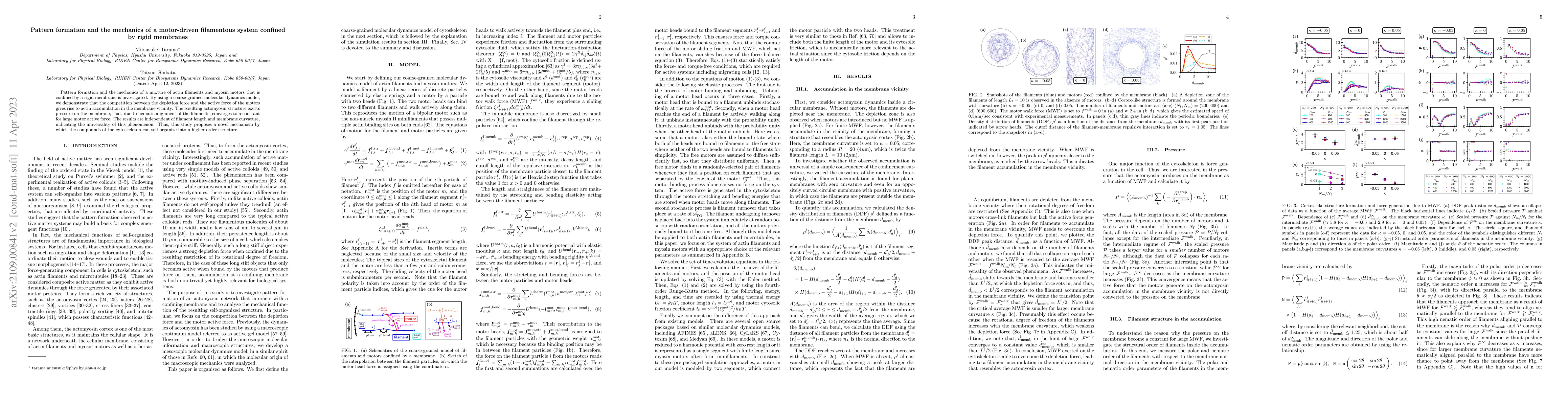 Thumbnail for Pattern formation and the mechanics of a motor-driven filamentous system
  confined by rigid membranes