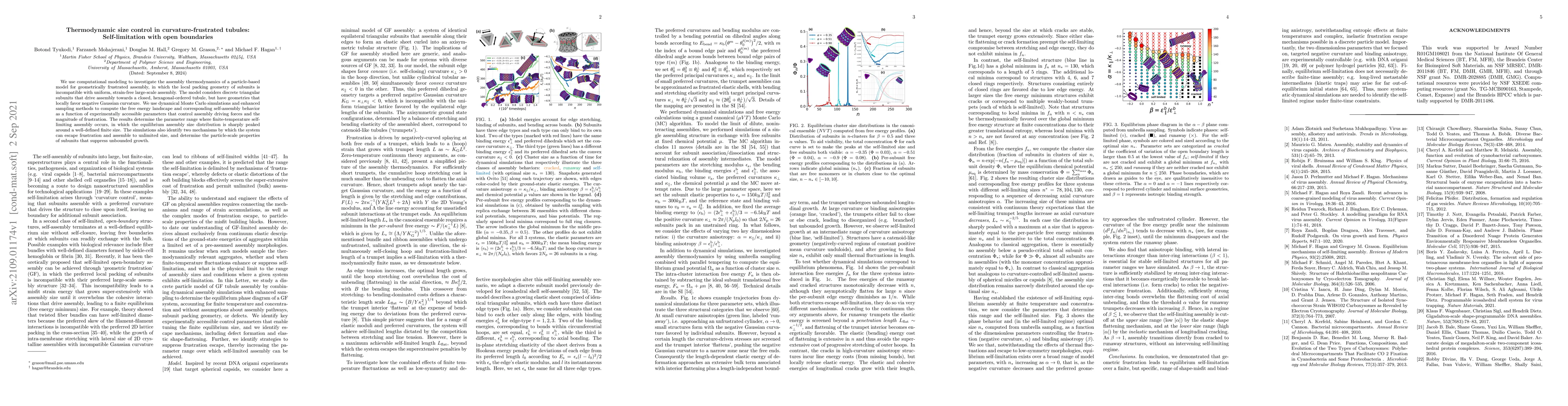 Thumbnail for Thermodynamic size control in curvature-frustrated tubules:
  Self-limitation with open boundaries