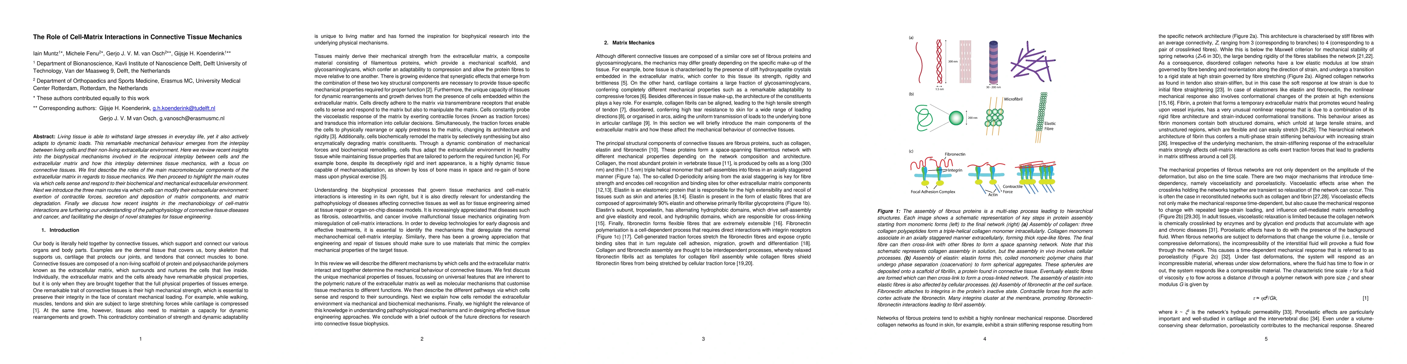 Thumbnail for The Role of Cell-Matrix Interactions in Connective Tissue Mechanics