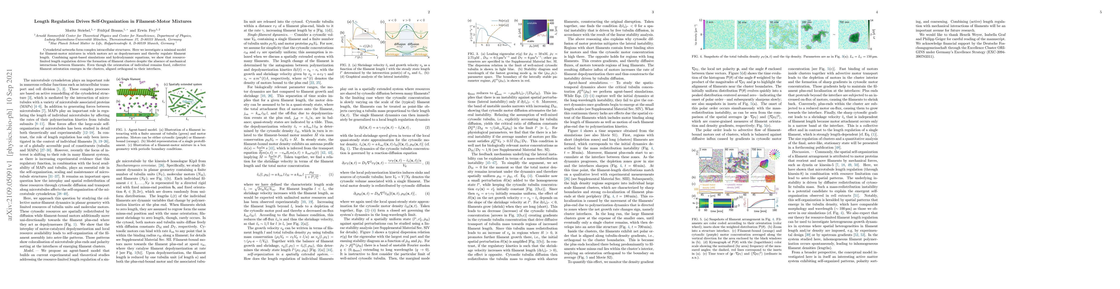Thumbnail for Length Regulation Drives Self-Organization in Filament-Motor Mixtures