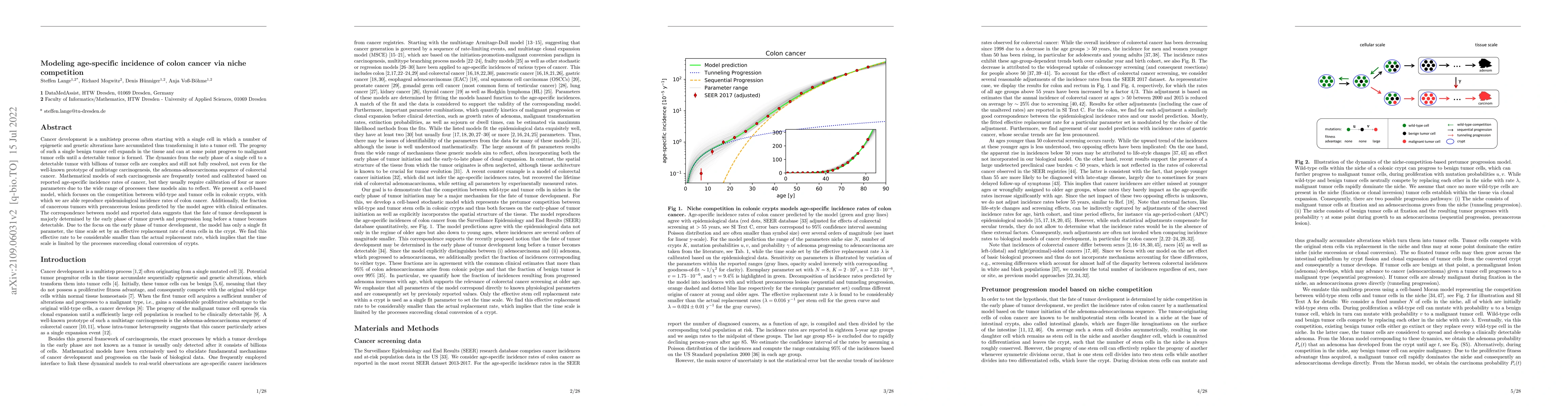 Thumbnail for Modeling age-specific incidence of colon cancer via niche competition