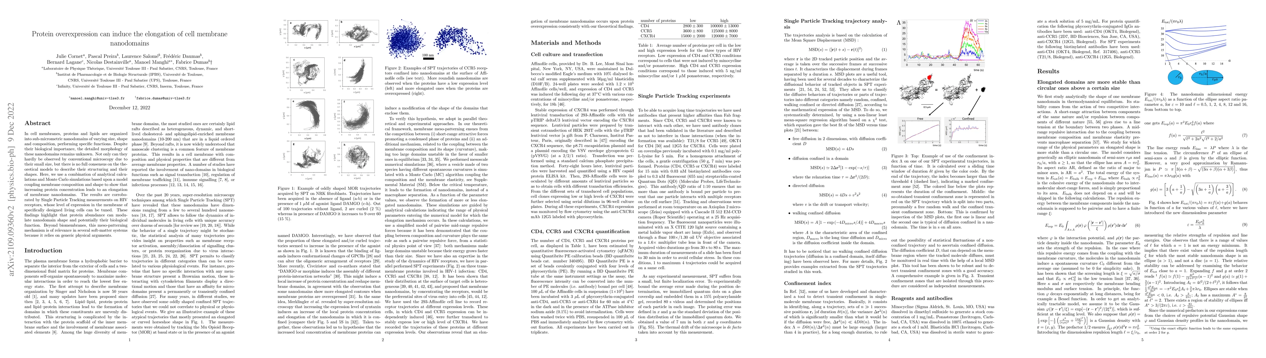Thumbnail for Protein over-expression can induce the elongation of cell membrane
  nanodomains