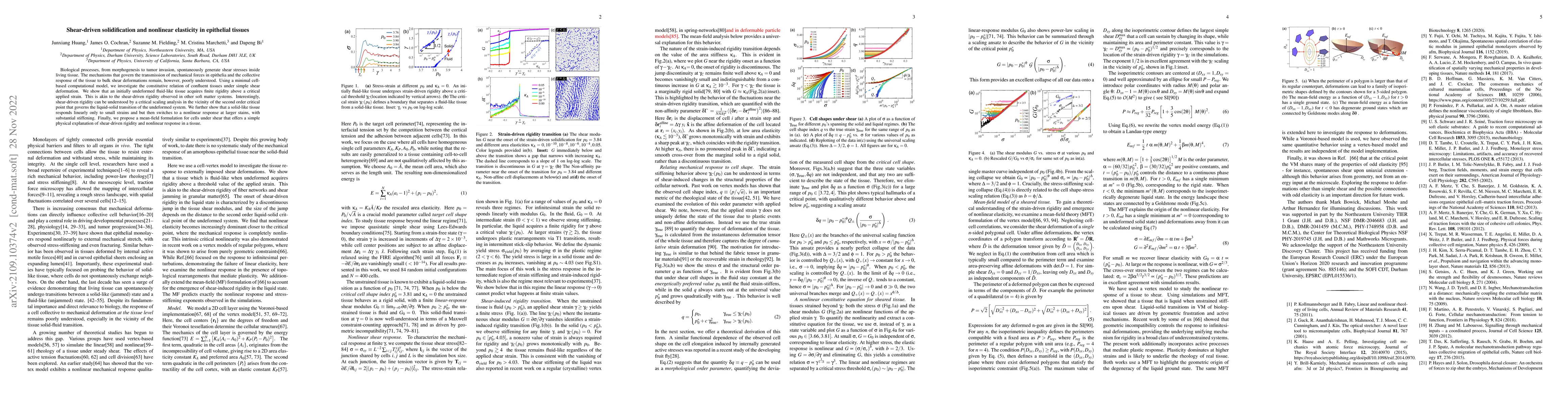 Thumbnail for Shear-driven solidification and nonlinear elasticity in epithelial
  tissues