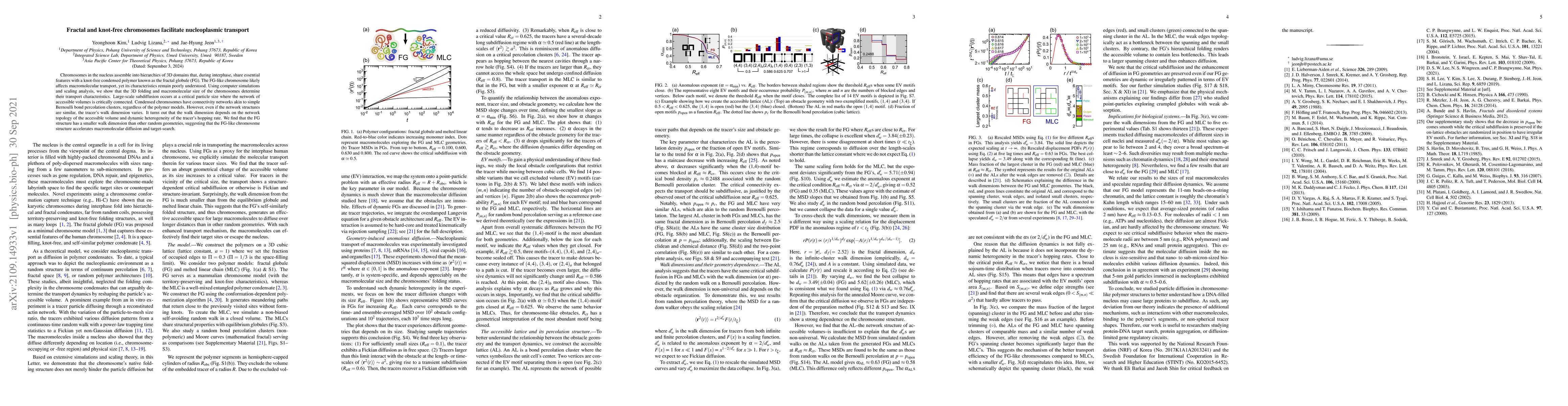 Thumbnail for Fractal and knot-free chromosomes facilitate nucleoplasmic transport
