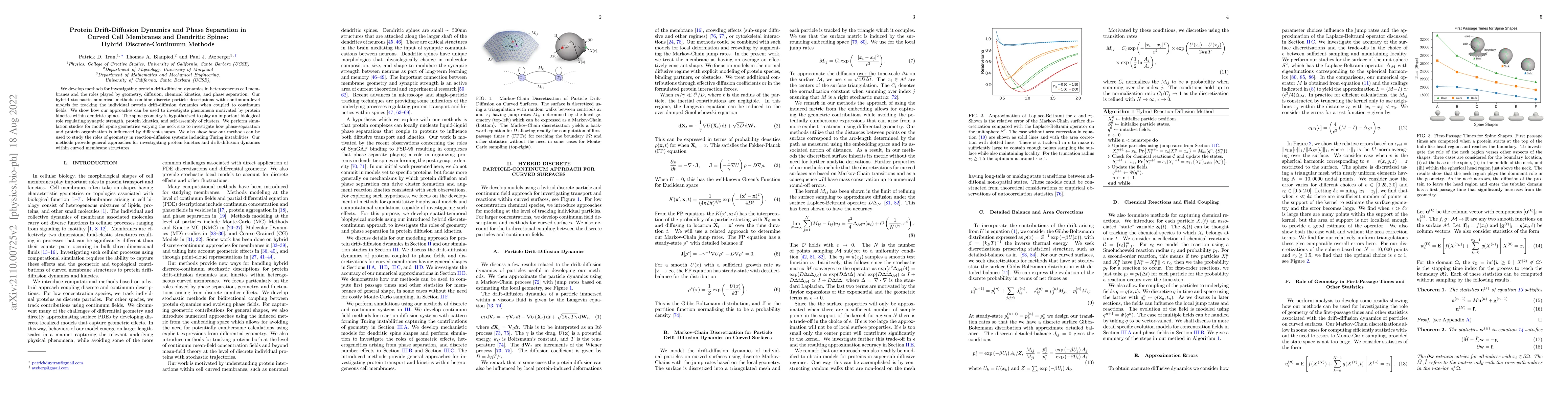 Thumbnail for Drift-Diffusion Dynamics and Phase Separation in Curved Cell Membranes
  and Dendritic Spines: Hybrid Discrete-Continuum Methods