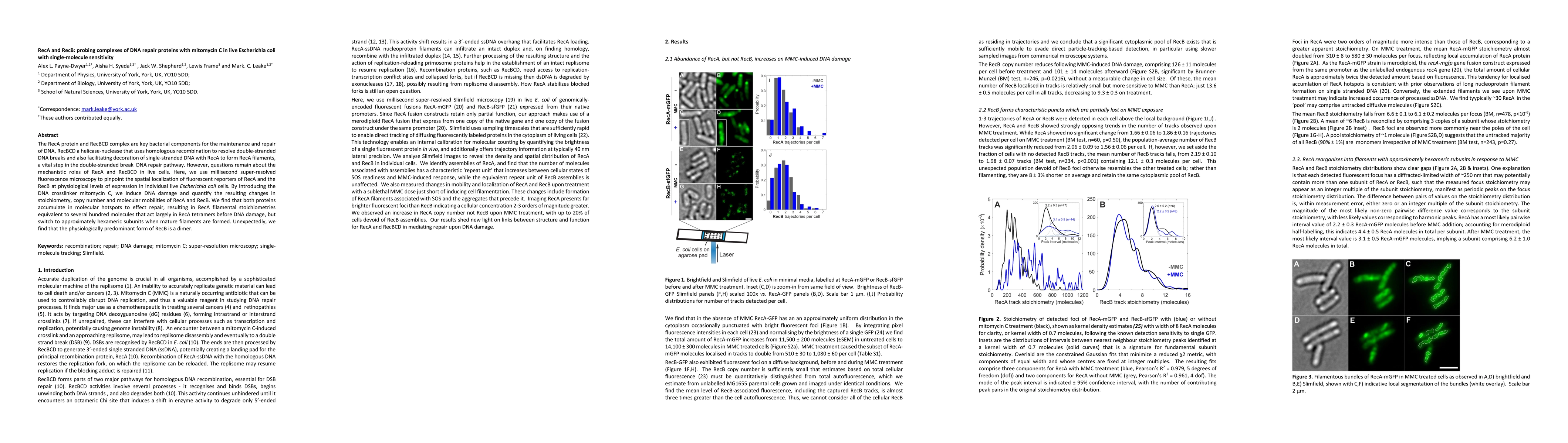 Thumbnail for RecA and RecB: probing complexes of DNA repair proteins with mitomycin C
  in live Escherichia coli with single-molecule sensitivity