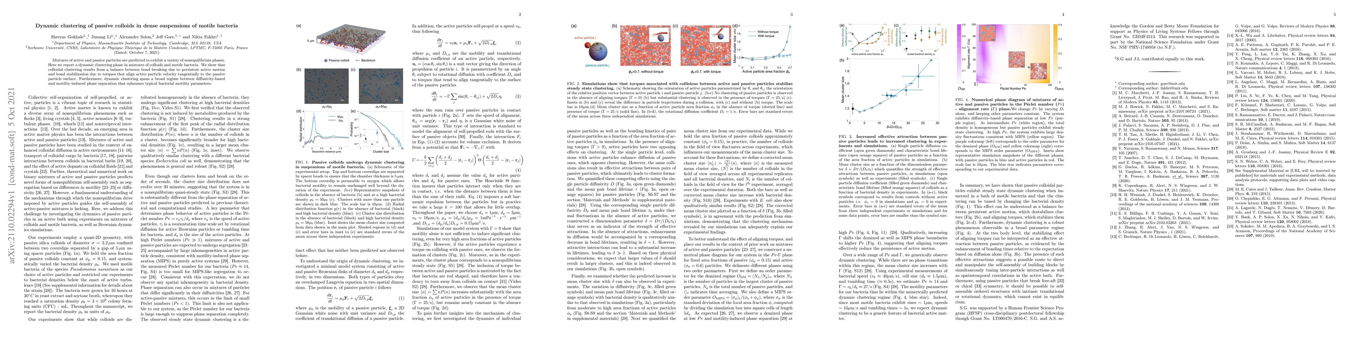 Thumbnail for Dynamic clustering of passive colloids in dense suspensions of motile
  bacteria