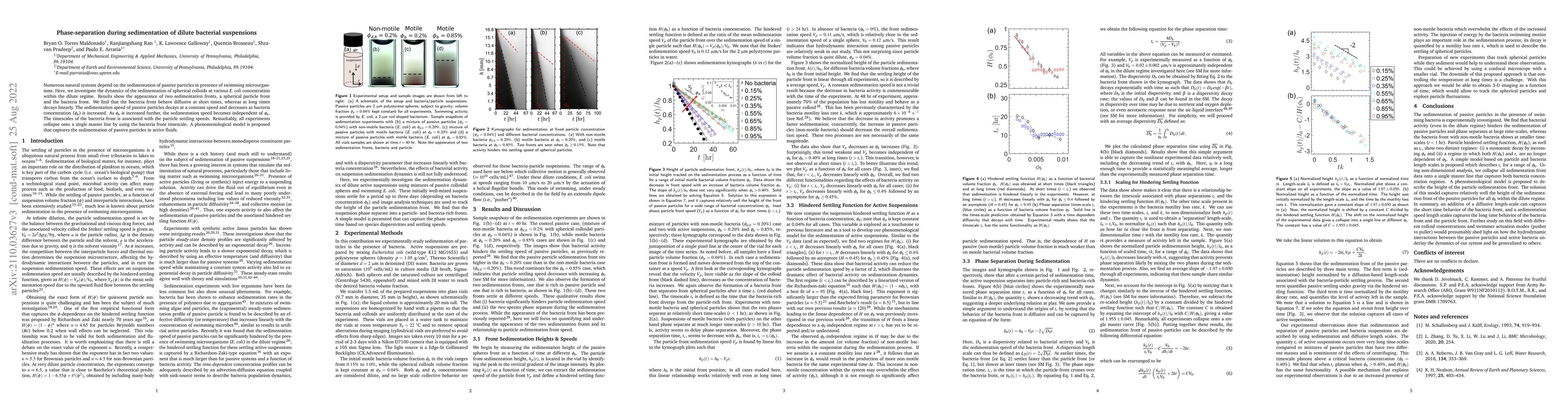 Thumbnail for Phase-separation during sedimentation of dilute bacterial suspensions