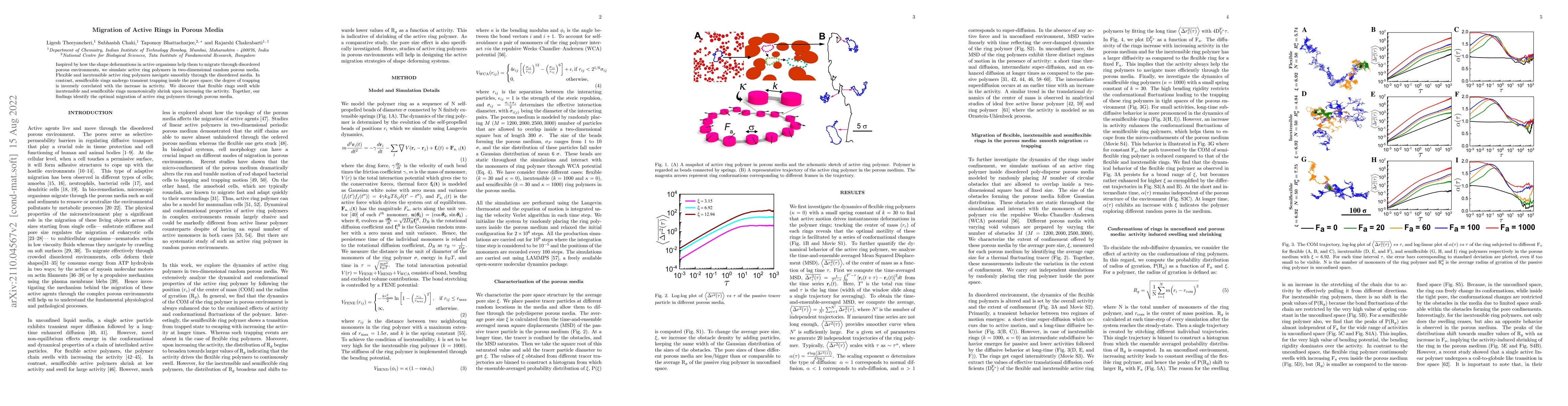Thumbnail for Migration of Active Rings in Porous Media