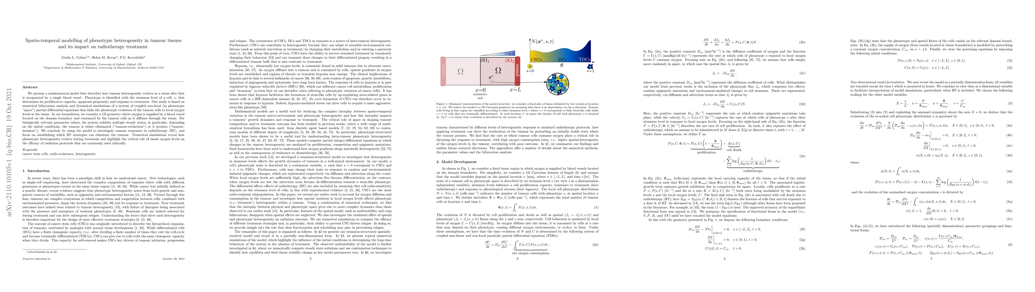 Thumbnail for Spatio-temporal modelling of phenotypic heterogeneity in tumour tissues
  and its impact on radiotherapy treatment