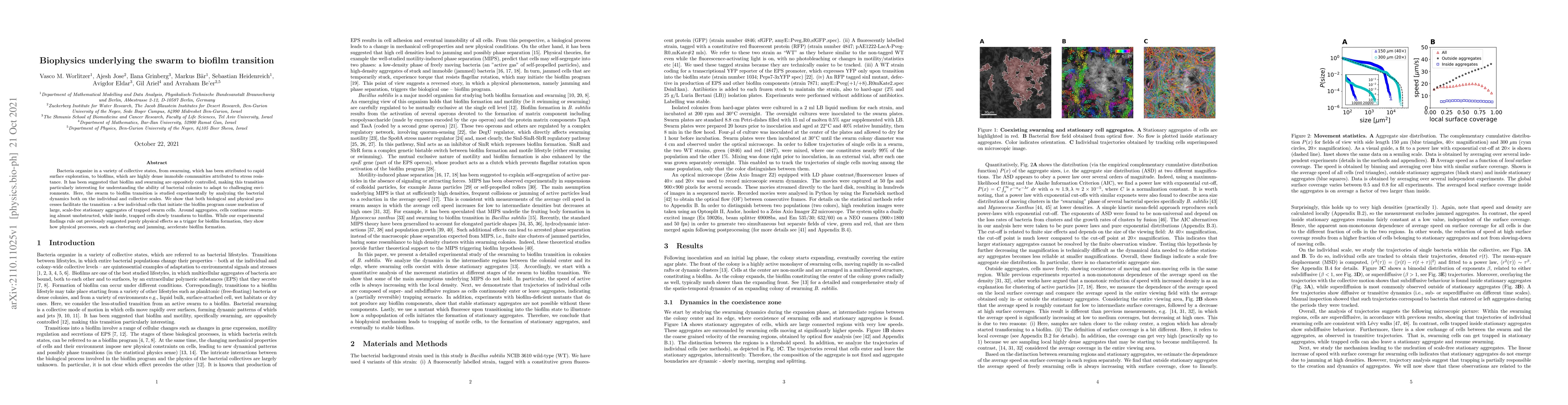 Thumbnail for Biophysics underlying the swarm to biofilm transition