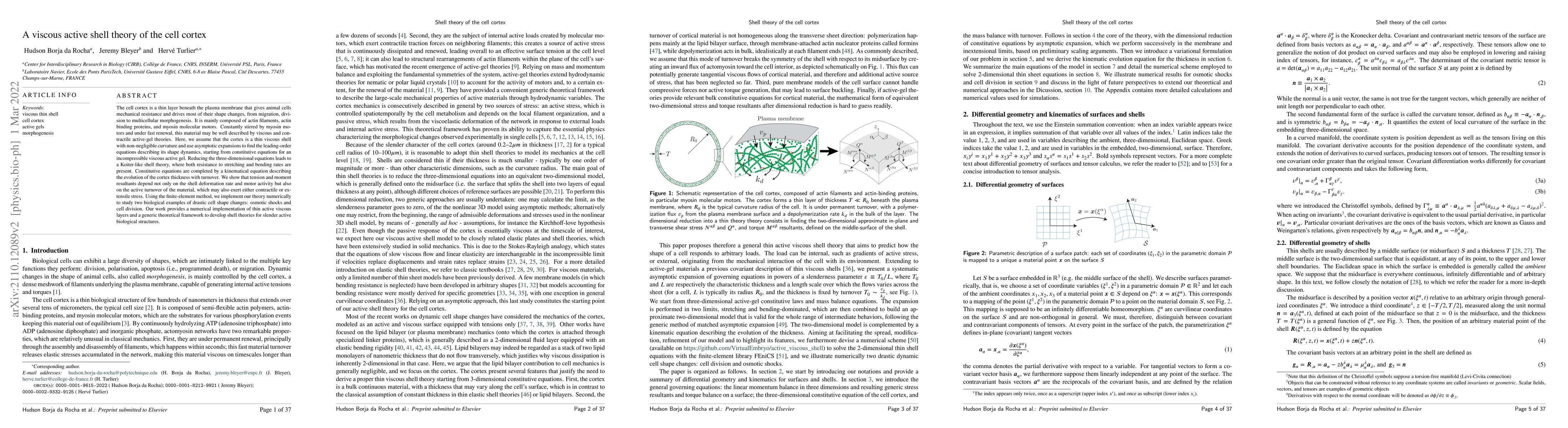 Thumbnail for A viscous active shell theory of the cell cortex