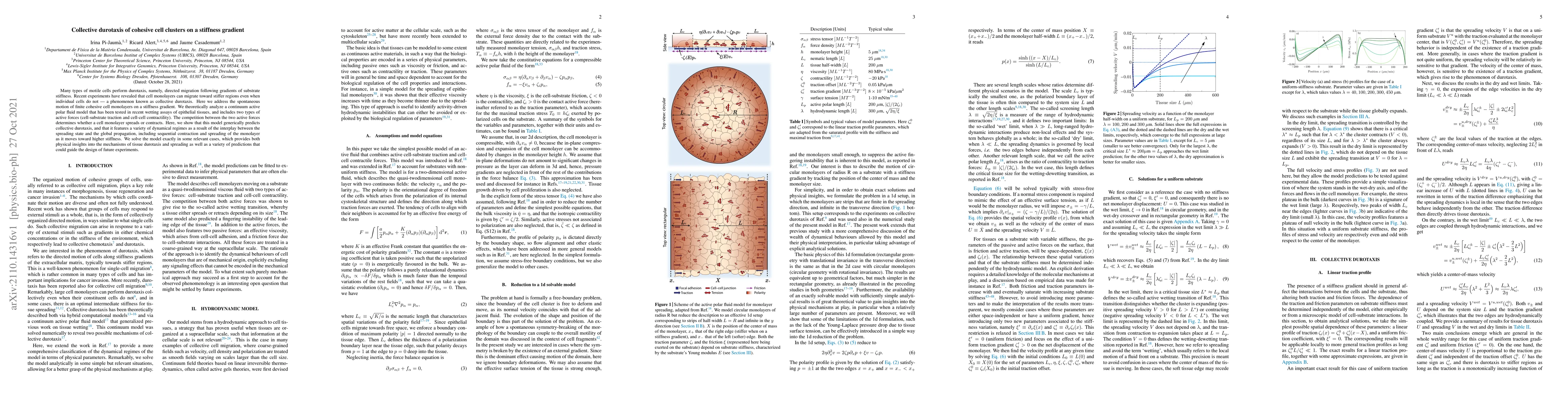 Thumbnail for Collective durotaxis of cohesive cell clusters on a stiffness gradient