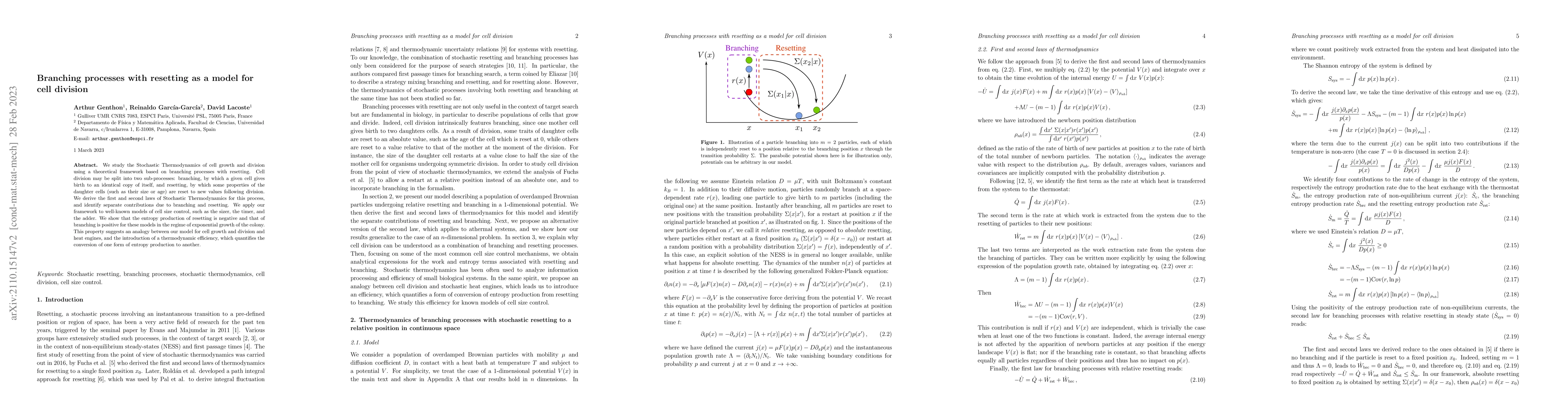 Thumbnail for Branching processes with resetting as a model for cell division