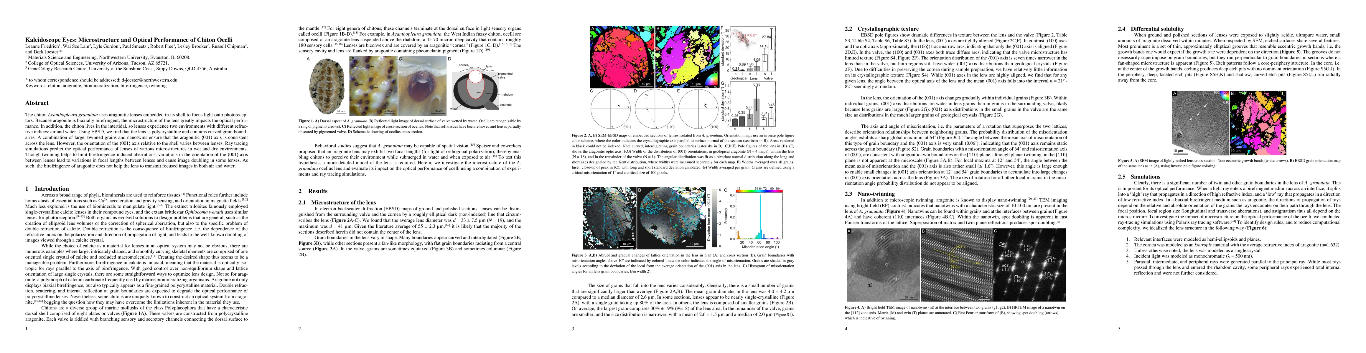 Thumbnail for Kaleidoscope Eyes: Microstructure and Optical Performance of Chiton
  Ocelli