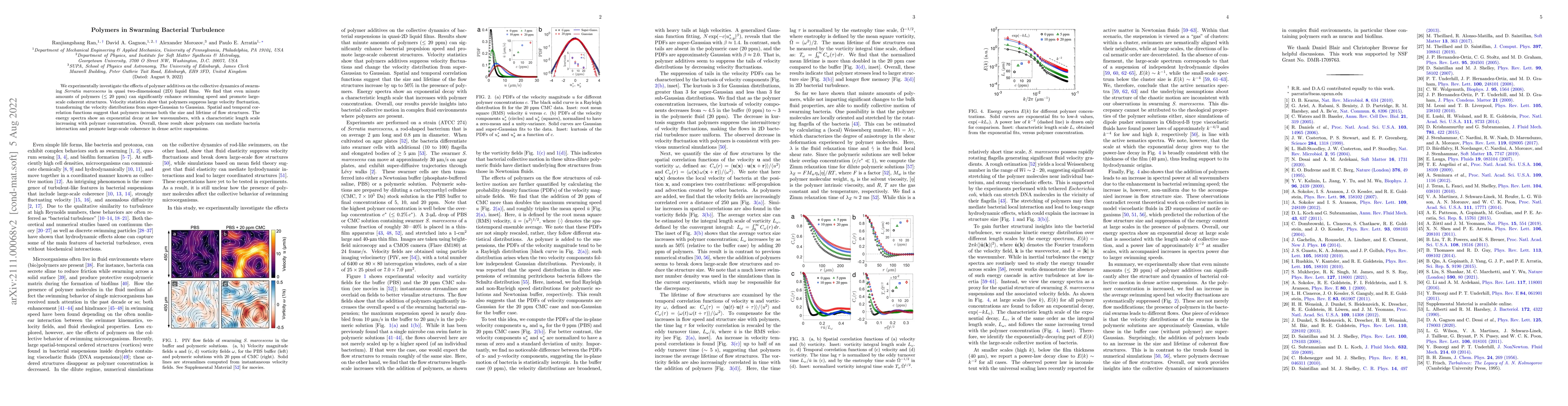 Thumbnail for Polymers in Swarming Bacterial Turbulence