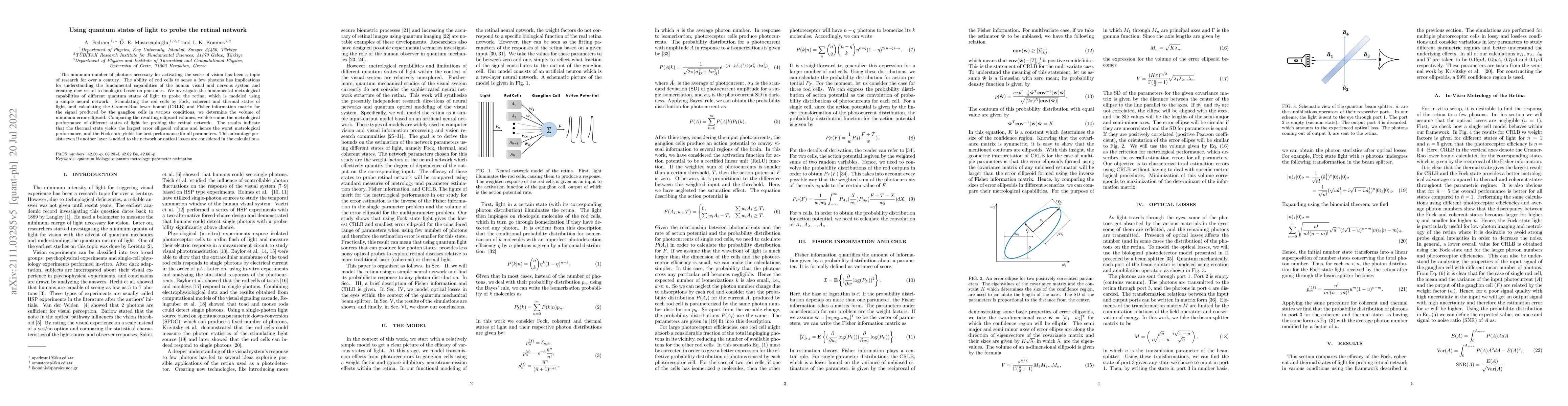 Thumbnail for Using quantum states of light to probe the retinal network