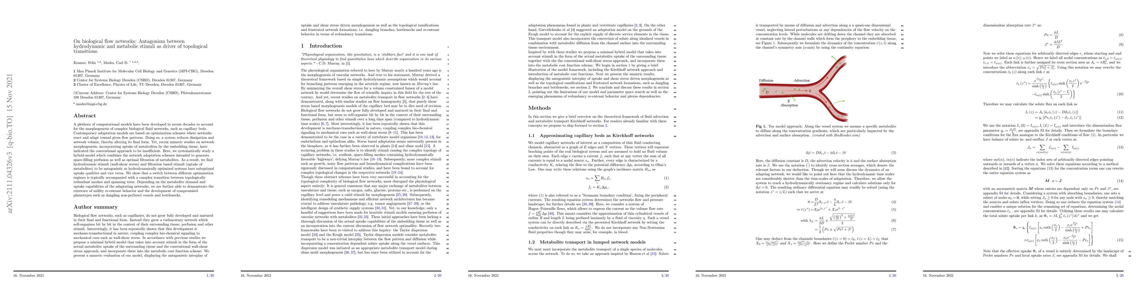 Thumbnail for On biological flow networks: Antagonism between hydrodynamic and
  metabolic stimuli as driver of topological transitions