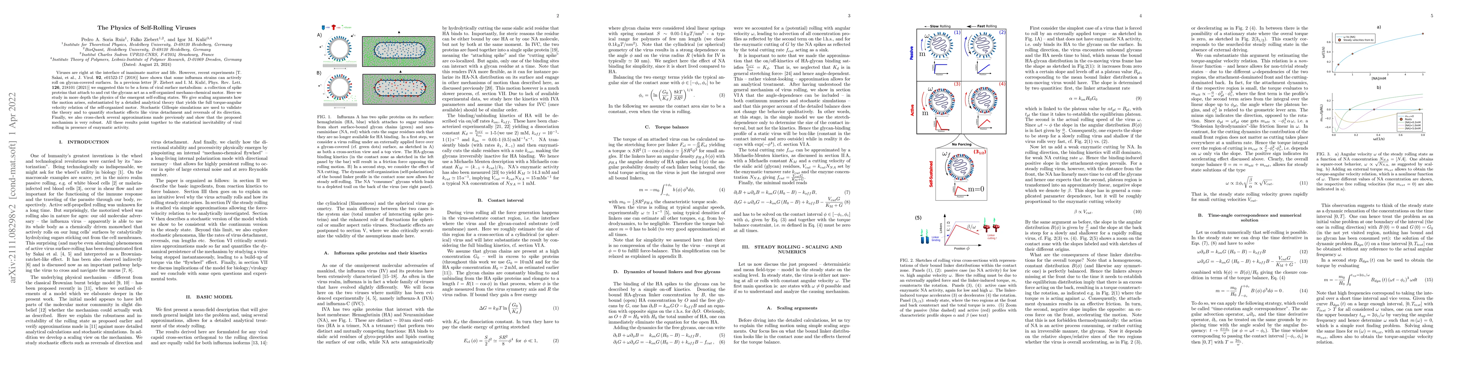 Thumbnail for The Physics of Self-Rolling Viruses