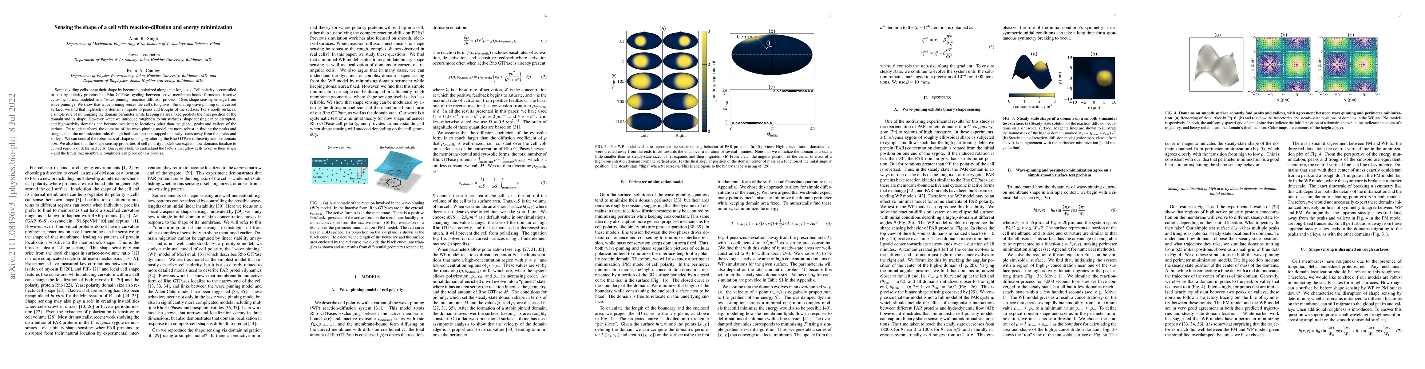 Thumbnail for Sensing the shape of a cell with reaction-diffusion and energy
  minimization