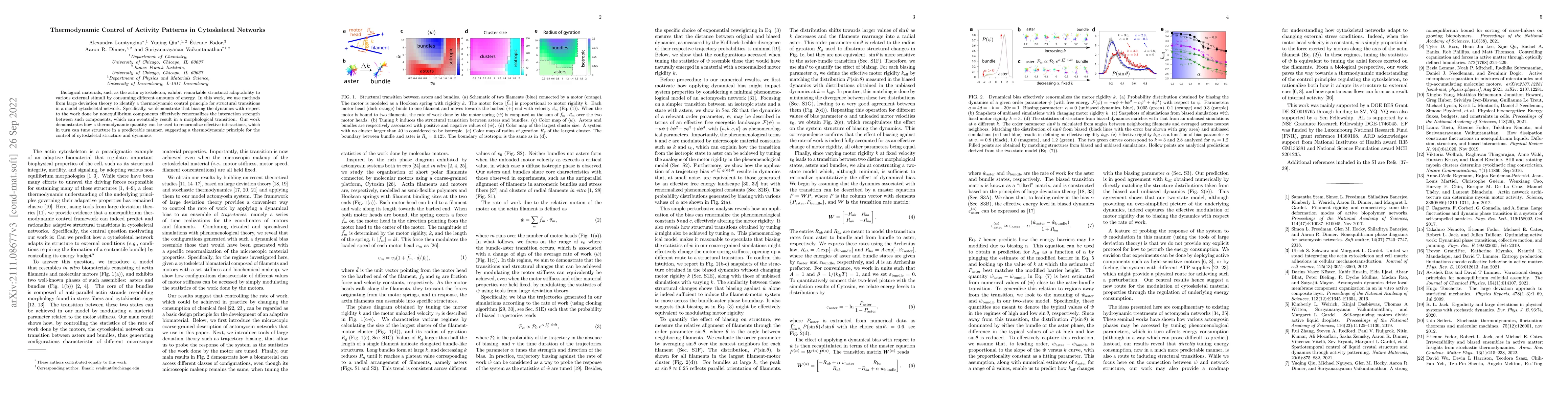 Thumbnail for Thermodynamic Control of Activity Patterns in Cytoskeletal Networks