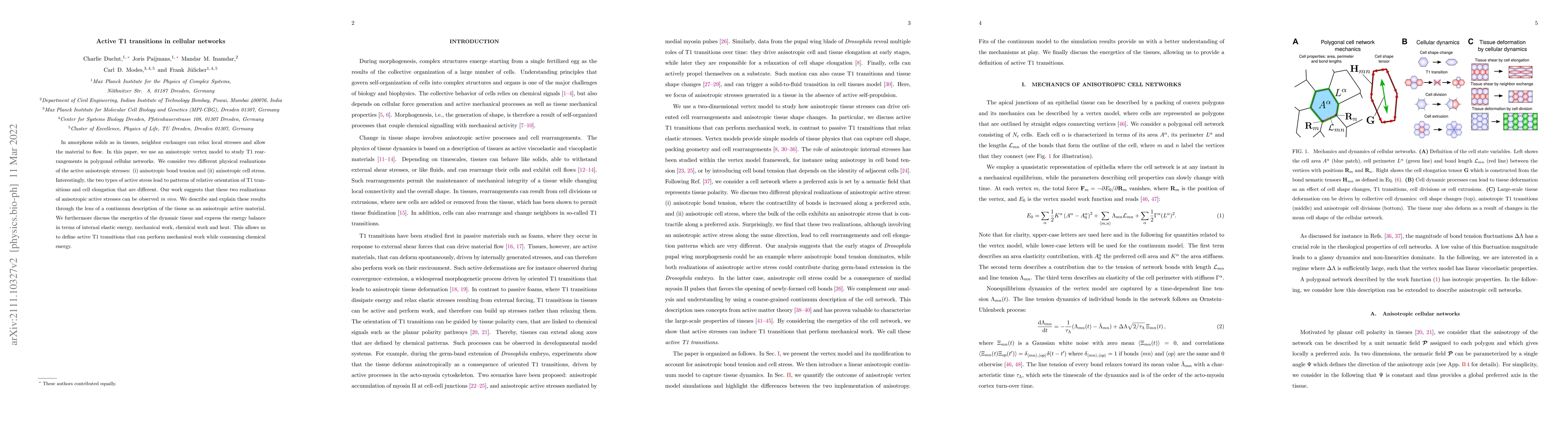 Thumbnail for Active T1 transitions in cellular networks