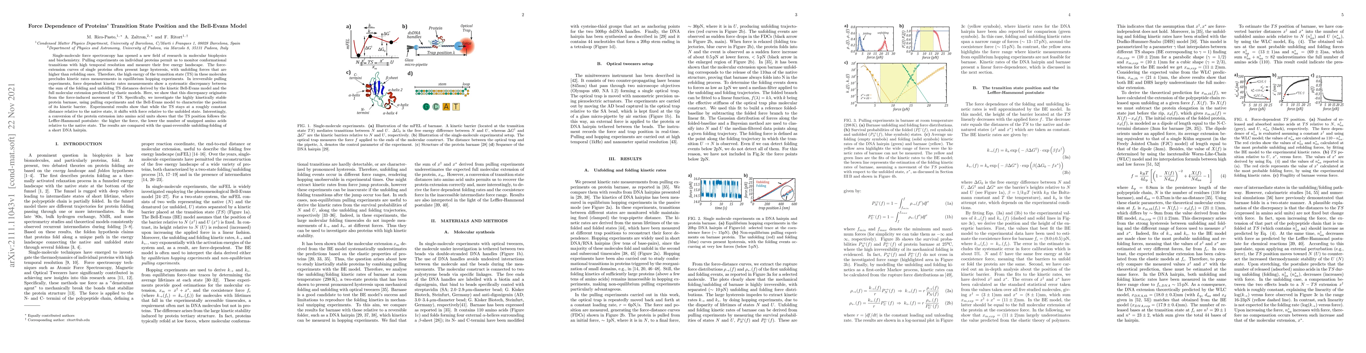 Thumbnail for Force Dependence of Proteins' Transition State Position and the
  Bell-Evans Model