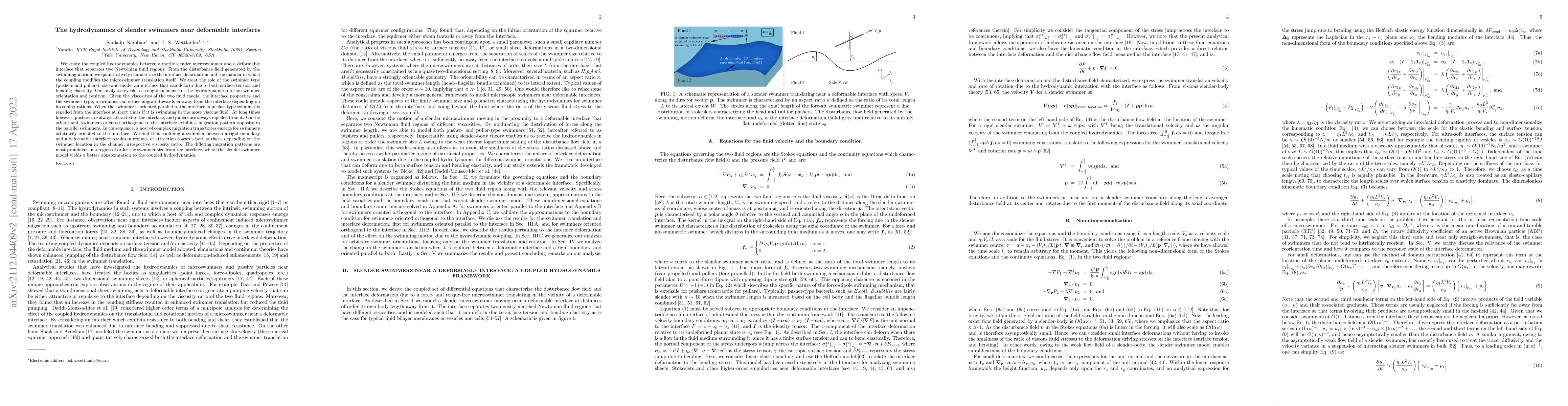 Thumbnail for The hydrodynamics of slender swimmers near deformable interfaces