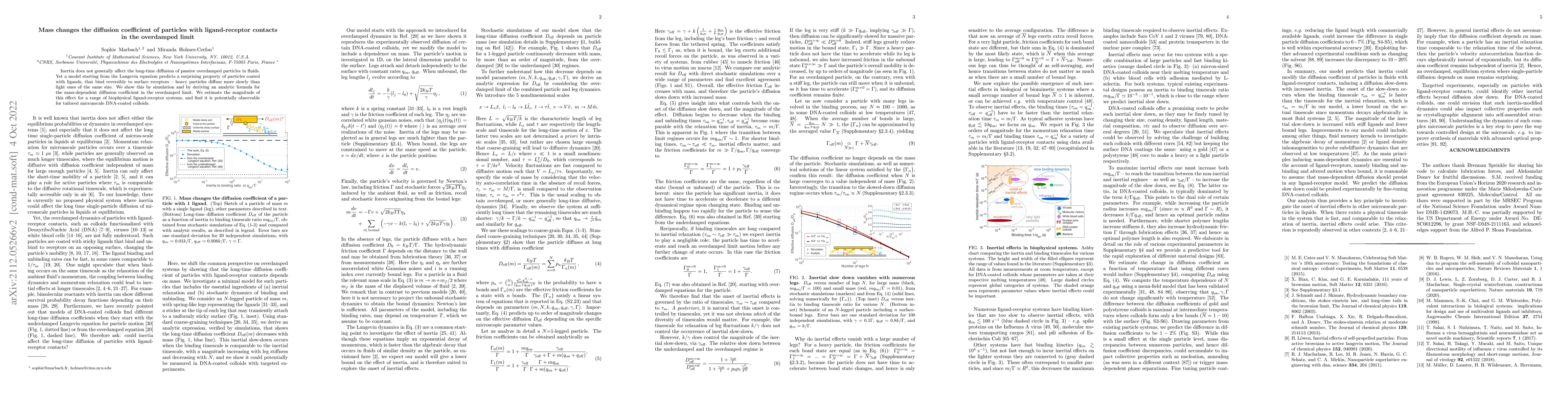 Thumbnail for Mass changes the diffusion coefficient of particles with ligand-receptor
  contacts in the overdamped limit