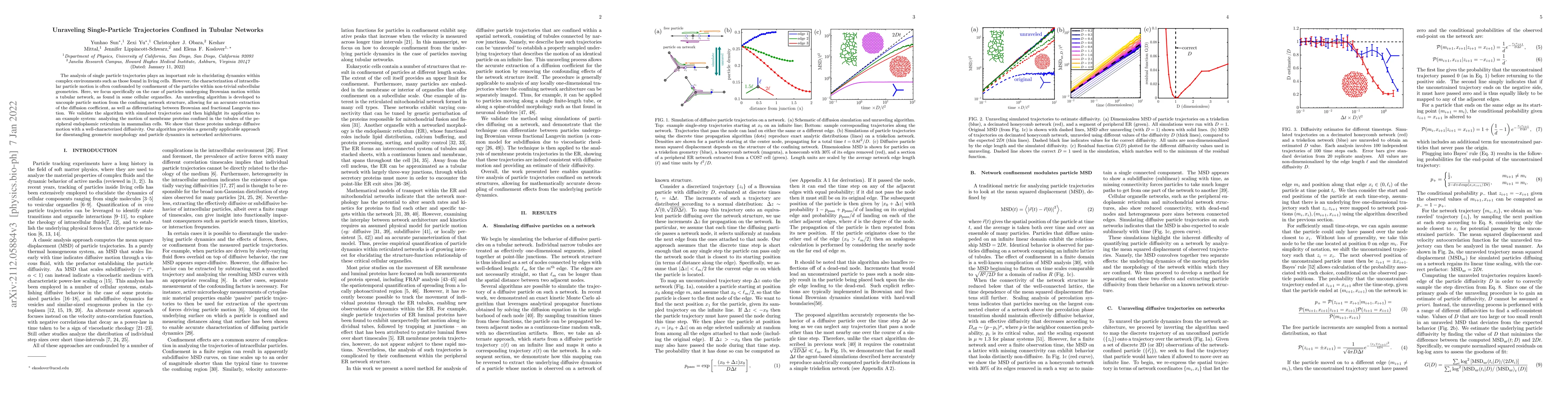 Thumbnail for Unraveling Single-Particle Trajectories Confined in Tubular Networks