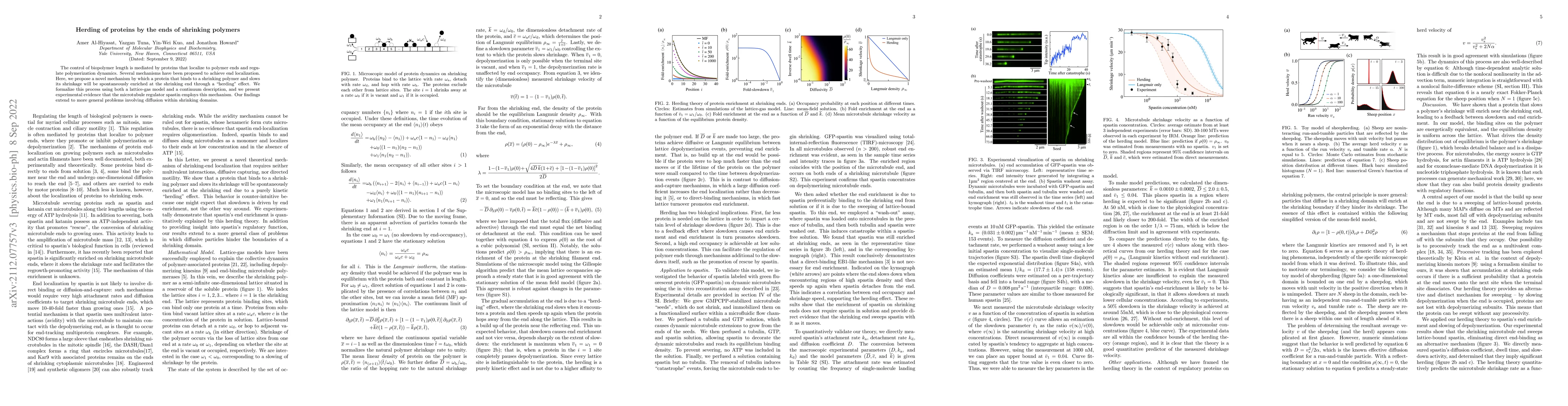 Thumbnail for Herding of proteins by the ends of shrinking polymers