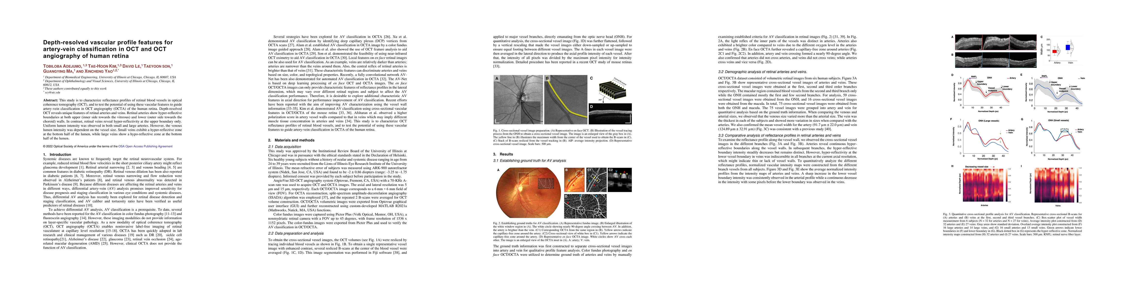 Thumbnail for Depth-resolved vascular profile features for artery-vein classification
  in OCT and OCT angiography of human retina