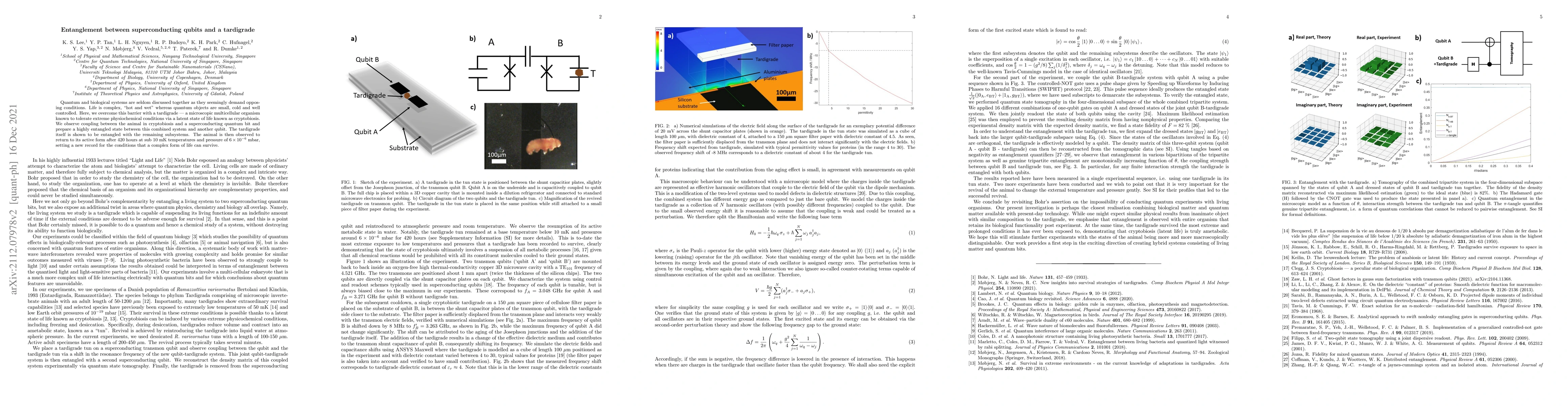 Thumbnail for Entanglement between superconducting qubits and a tardigrade