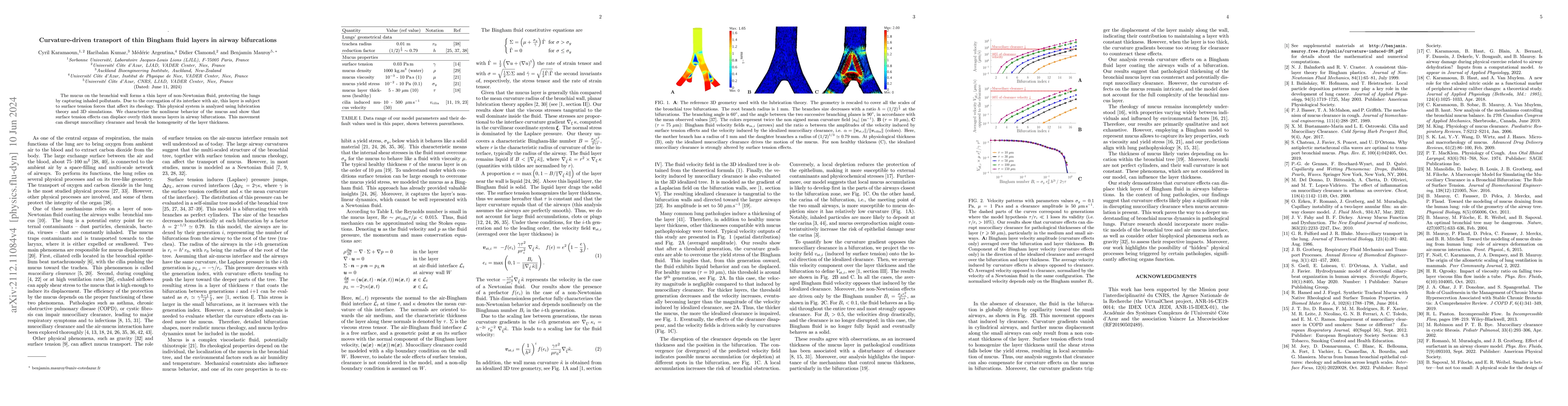 Thumbnail for Curvature-driven transport of thin Bingham fluid layers in airway
  bifurcations