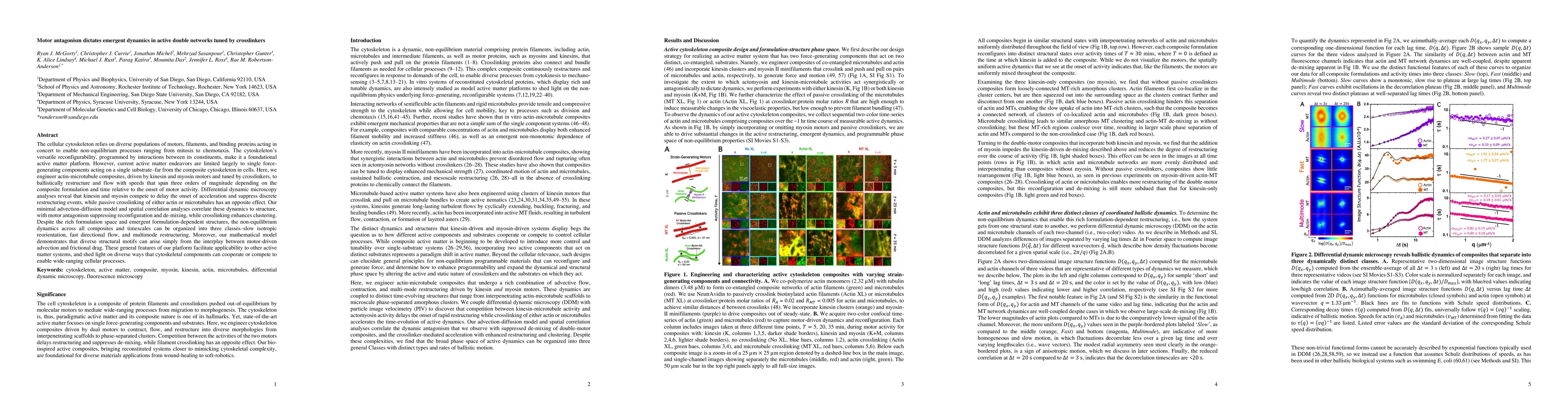 Thumbnail for Motor antagonism dictates emergent dynamics in active double networks
  tuned by crosslinkers