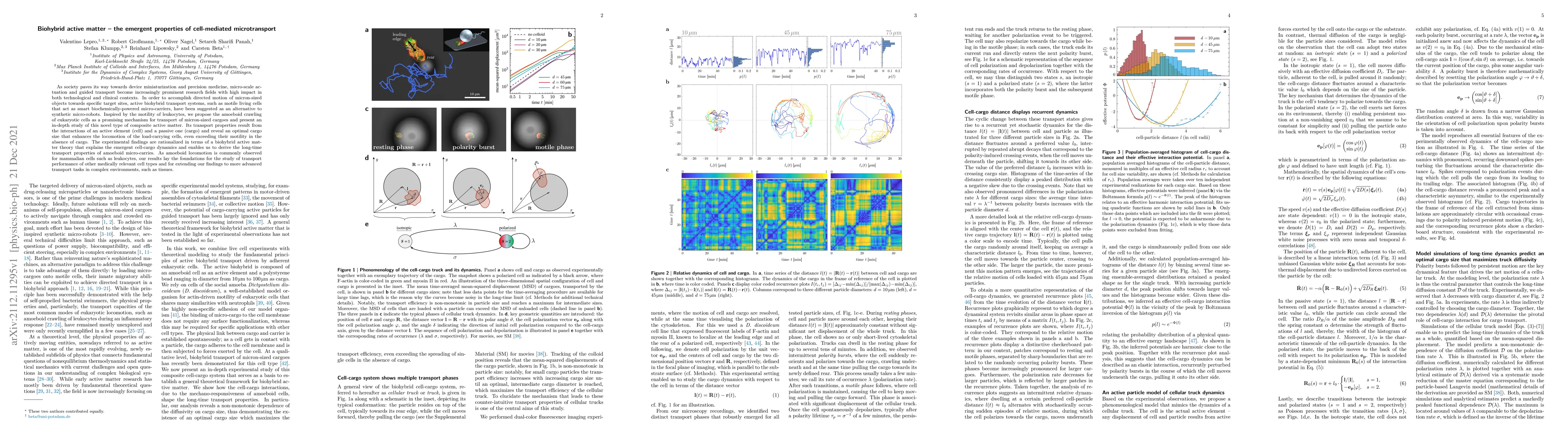 Thumbnail for Biohybrid active matter -- the emergent properties of cell-mediated
  microtransport
