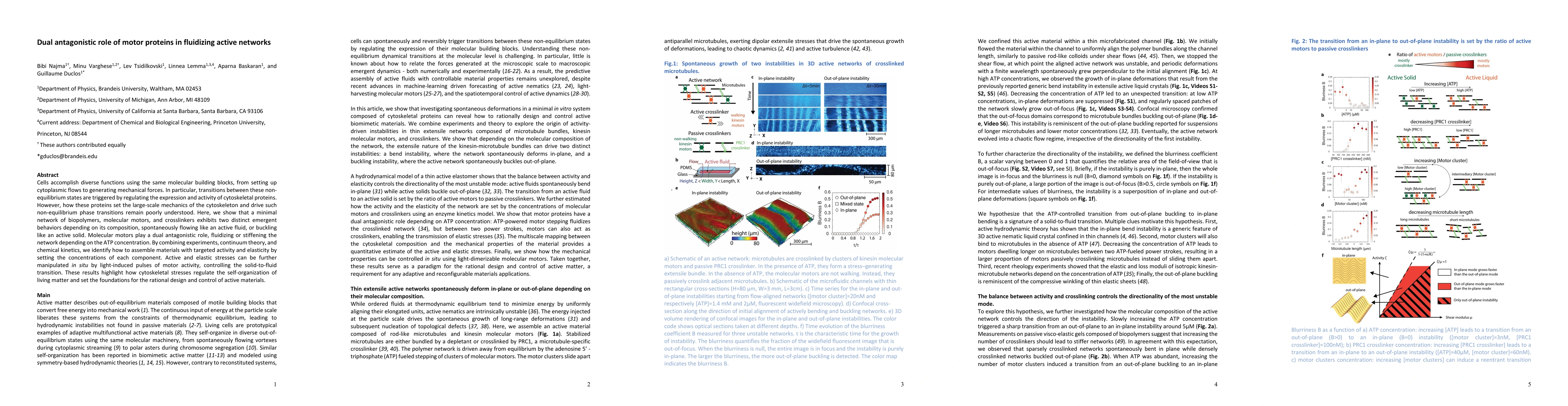 Thumbnail for Dual antagonistic role of motor proteins in fluidizing active networks