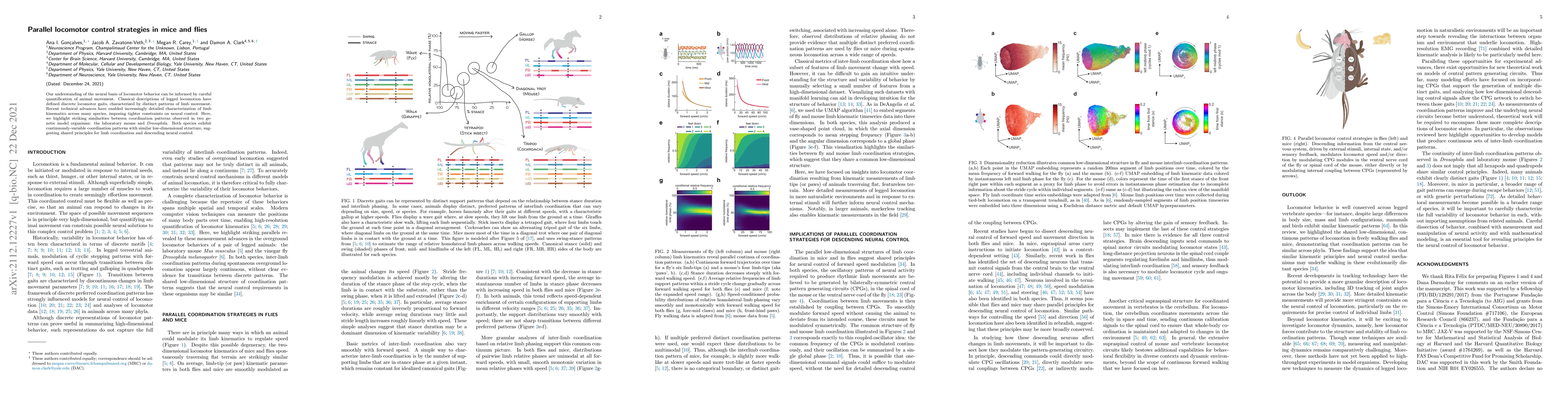 Thumbnail for Parallel locomotor control strategies in mice and flies