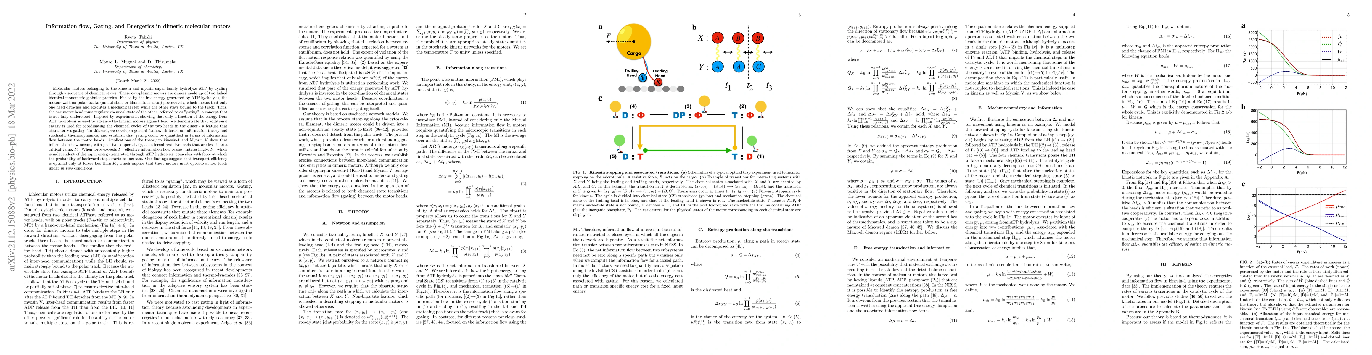 Thumbnail for Information flow, Gating, and Energetics in dimeric molecular motors