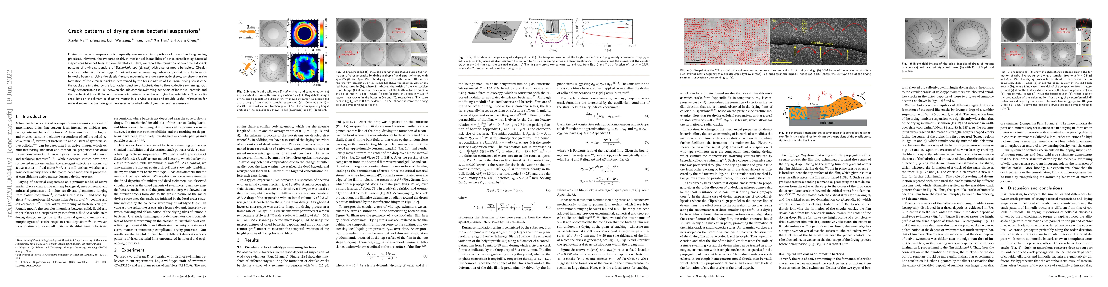 Thumbnail for Crack patterns of drying dense bacterial suspensions