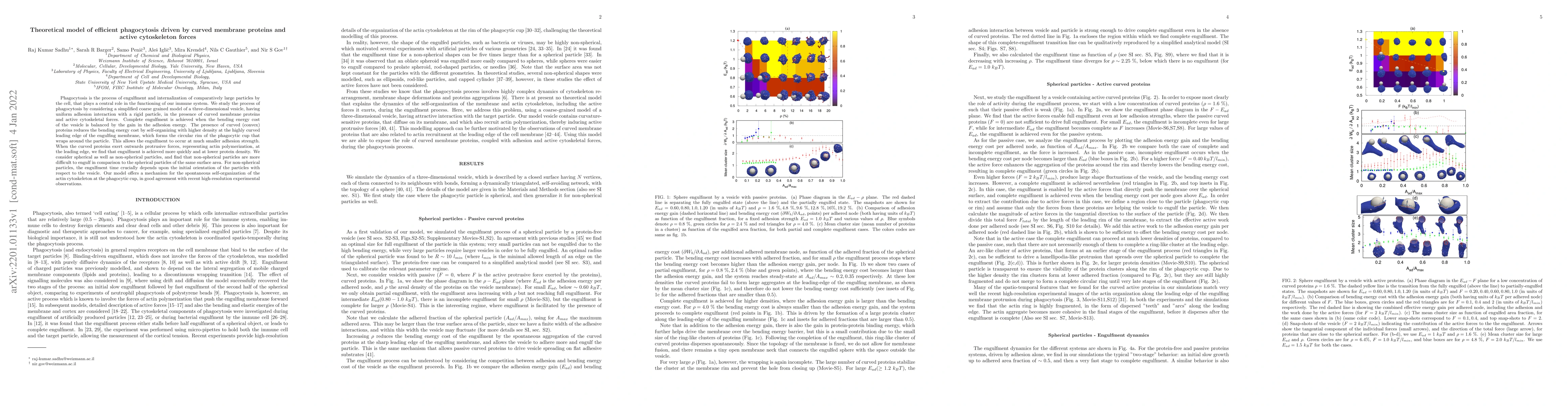 Thumbnail for Theoretical model of efficient phagocytosis driven by curved membrane
  proteins and active cytoskeleton forces
