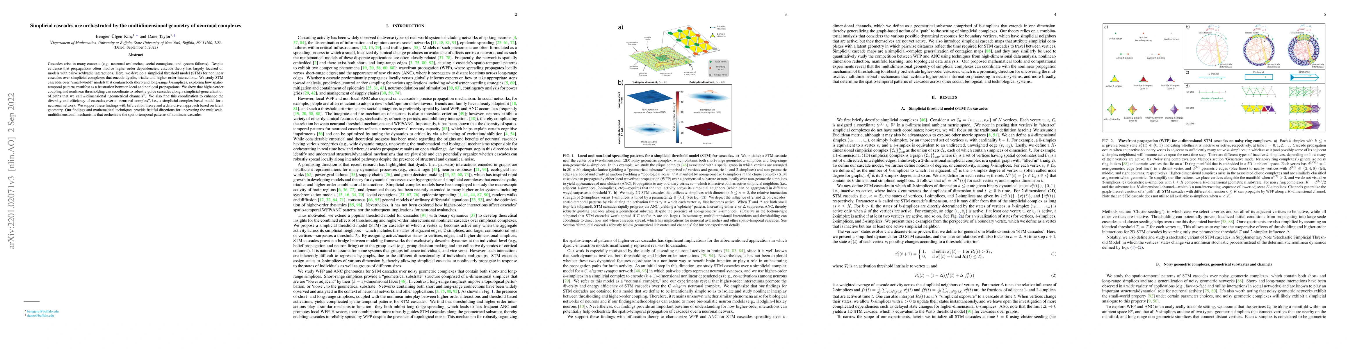 Thumbnail for Simplicial cascades are orchestrated by the multidimensional geometry of
  neuronal complexes
