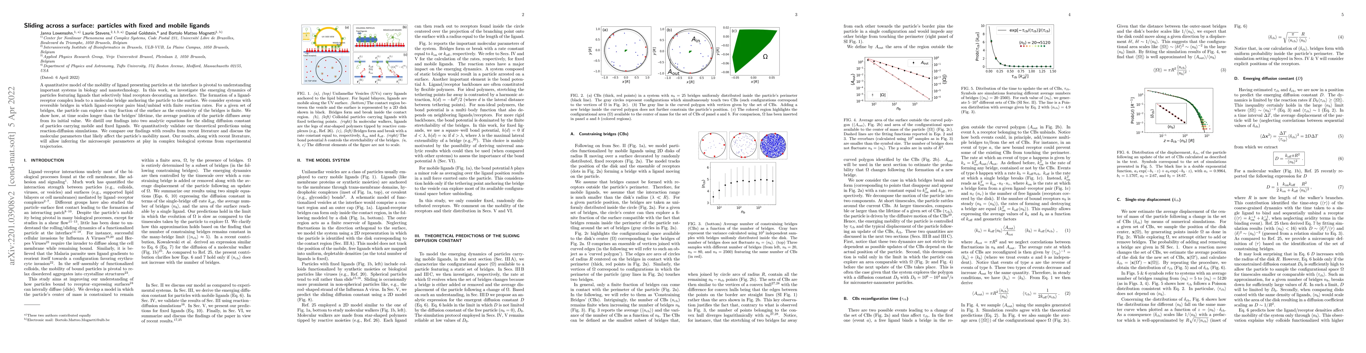 Thumbnail for Sliding across a surface: particles with fixed and mobile ligands