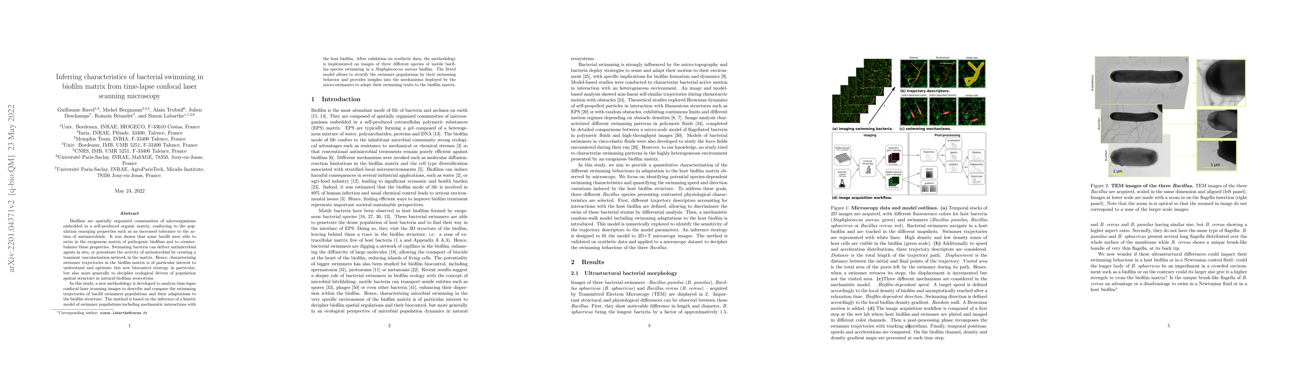 Thumbnail for Inferring characteristics of bacterial swimming in biofilm matrix from
  time-lapse confocal laser scanning microscopy