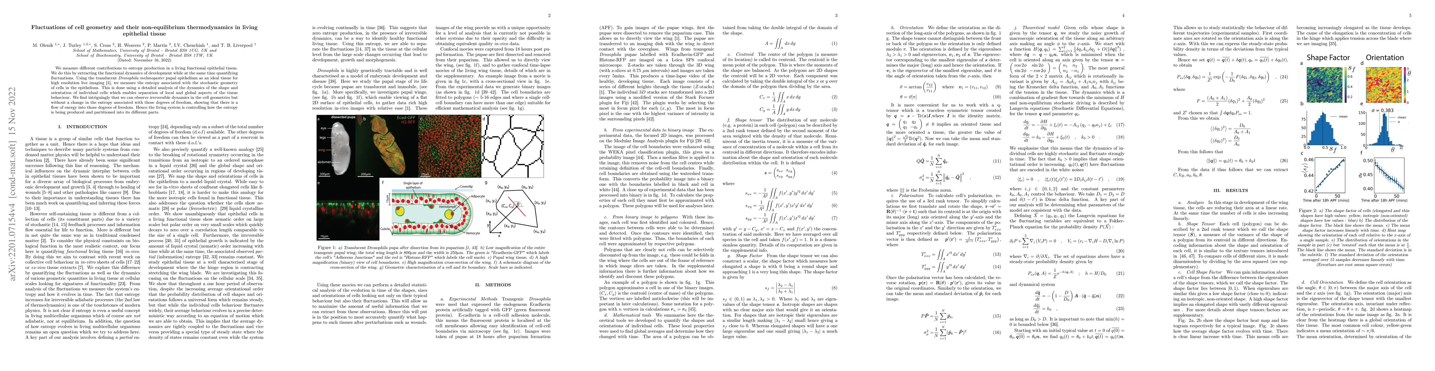 Thumbnail for Fluctuations of cell geometry and their non-equilibrium thermodynamics
  in living epithelial tissue