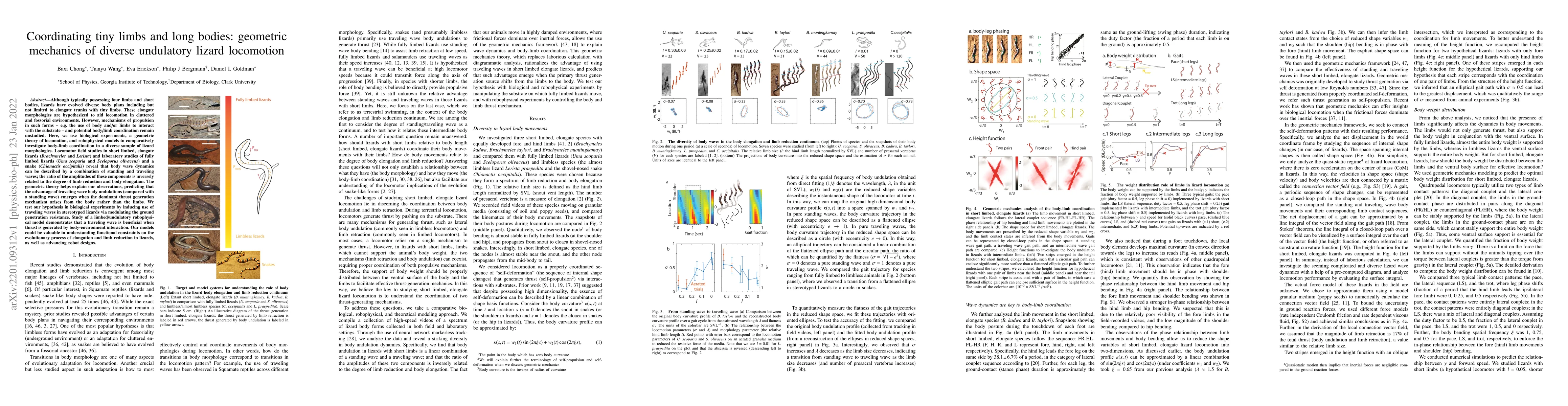 Thumbnail for Coordinating tiny limbs and long bodies: geometric mechanics of diverse
  undulatory lizard locomotion